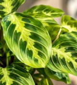 Maranta leuconeura lemon lime - modlitební rostlina (2/2)