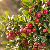 Pokojové rostliny - Vánoční třešeň - Martej - Eugenia Myrtifolia velká