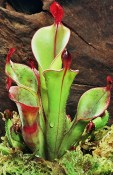Masožravá rostlina Heliamphora - Láčkovka bažinná
