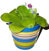 Masožravá rostlina masožravka Tučnice - Pinguicula malá