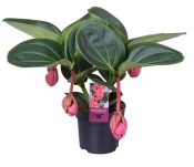 Medinilla Magnifica - Tupoušek pyšný