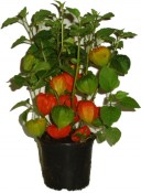 Mochyně - Physalis 