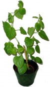 Mochyně - Physalis peruviana Bio kvalita (1/2)