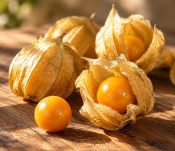 Mochyně - Physalis peruviana - plodí jedlé třešinky schované v lampionku (2/2)