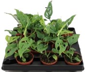 Monstera adansonii - raritní vzhled díravý