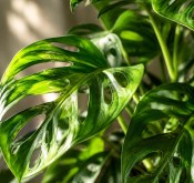 Monstera adansonii - raritní vzhled díravý (2/2)