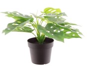 Monstera Monkey Mask - Monstera adansonii