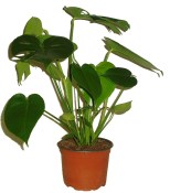 Monstera deliciosa - Philodendrum pertusum