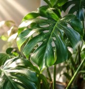 Monstera deliciosa - Philodendrum pertusum (2/2)