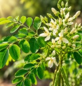 Moringa oleifera - Moringa olejodárná - strom života