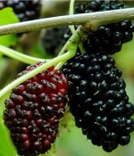 Morus nigra - Morušovník černý