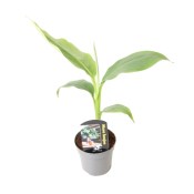 Mrazuvzdorný banánovník - 130 cm RARITA