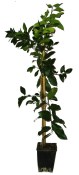 Banánovník Musa Florida Variegata