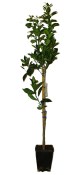 Banánovník Musa Florida Variegata