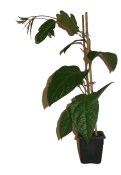 Mučenka jedlá Passiflora edulis velká rostlina - nezasíláme - pouze na prodejně (3/3)