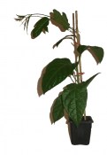 Mučenka jedlá Passiflora edulis velká rostlina - nezasíláme - pouze na prodejně (3/3)