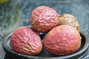 Mučenka jedlá Passiflora edulis velká rostlina - nezasíláme - pouze na prodejně (2/3)
