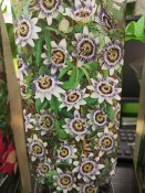 Passiflora mučenka Ametyst (lavender lady)