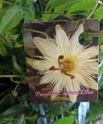 Mučenka - Passiflora Constance Elliot