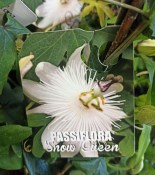Mučenka - Passiflora bílá