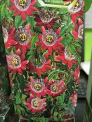 Mučenka Passiflora
