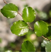 Muehlenbeckia australis - Mulenbekie velkolistá (2/2)
