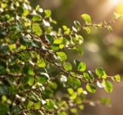Muehlenbeckia complexa - Vratič (2/2)