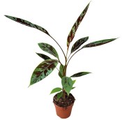 Musa acuminata Zebrina - Banánovník krvavý