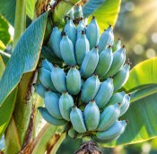 Musa 'Blue Java' - vanilkový banán (2/2)