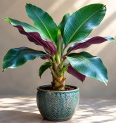 Musa chilocarpa - Banánovník chilocarpa
