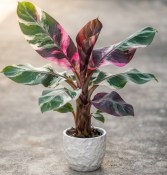Musa 'Nono Pink' - pestrolistý růžový banánovník