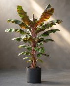 Musa sikkimensis 'Red Tiger' - banánovník sikkimský