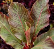 Musa sikkimensis 'Red Tiger' - banánovník sikkimský (2/2)
