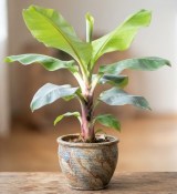 Musa × speciosa – Mrazuvzdorný himalájský banánovník