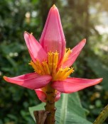 Musa × speciosa – Mrazuvzdorný himalájský banánovník (2/2)