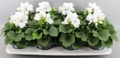 Muškát - Pelargonium - růžová