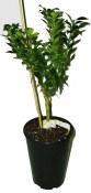 MYRTIFOLIA variegata