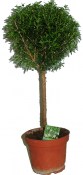 Myrtus communis - Myrta obecná - na kmínku