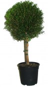 Myrtus communis - Myrta obecná - na kmínku velký stromek (1/2)