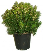 Myrtus communis - Myrta obecná velký hustý keř (2/2)