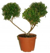 Myrtus communis - Myrta obecná - pon pon čarověník 3 koule AKCE MĚSÍCE