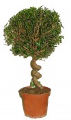 Myrtus communis - Myrta obecná - spirála na kmínku  (1/2)