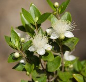 Myrtus - Myrta obecná velká košatá (2/2)
