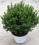 Myrtus communis - Myrta obecná - po prostřihu