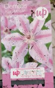 Popínavá rostlina Clematis  Fialová
