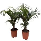 Palma Washingtonea robusta