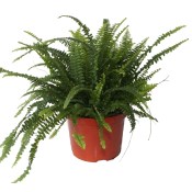 Nephrolepis exal green lady air so pure XXL