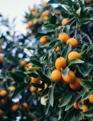 Nespolo Japanese - Mišpule japonská