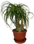 Nolina 3 kmeny 56 cm
