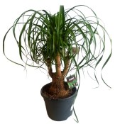 Nolina - sloní noha 60 cm